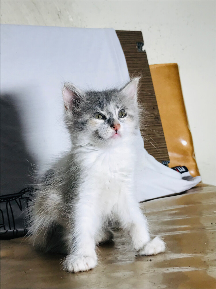 Scottish tabby - 2