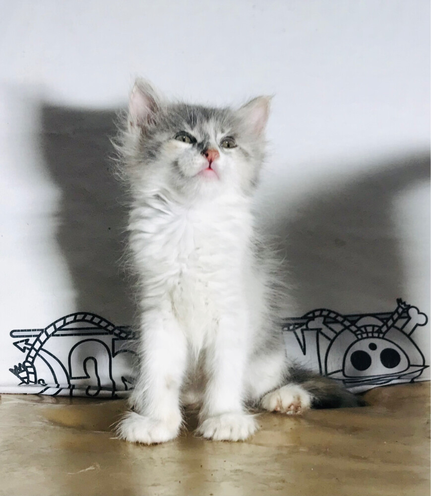 Scottish tabby - 3