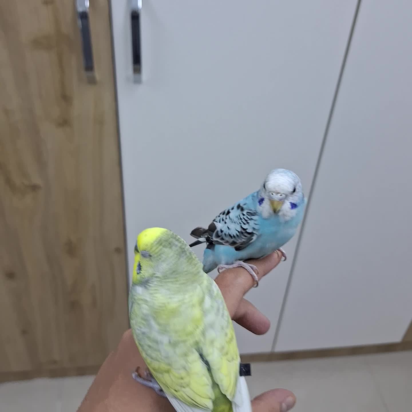 زوج من البادجي الاليف - 11