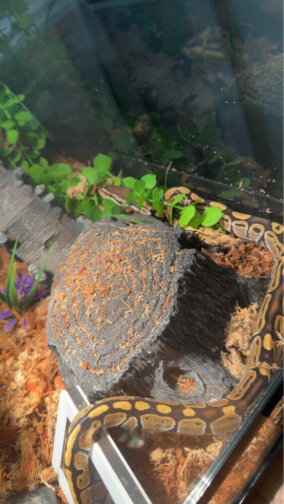 for sale plus terrarium  - 5