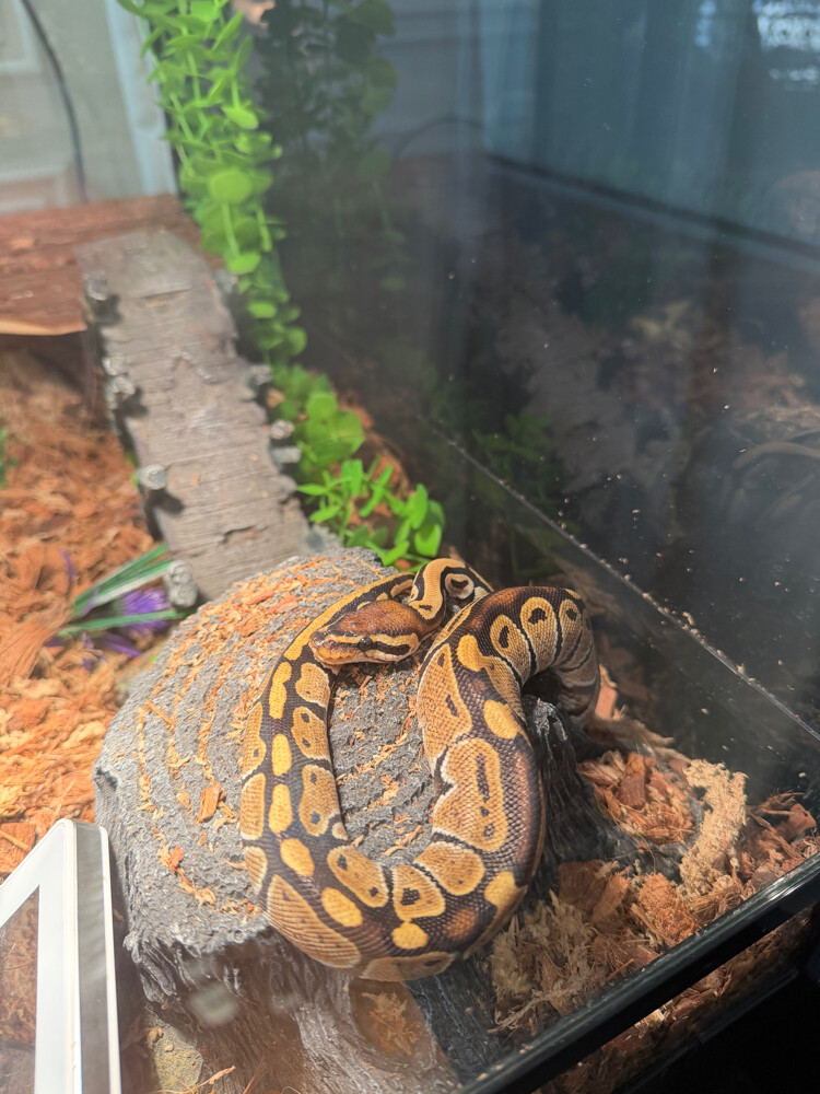 for sale plus terrarium  - 6