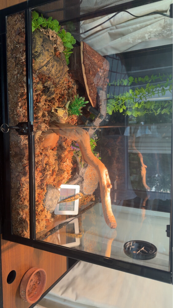 for sale plus terrarium  - 4