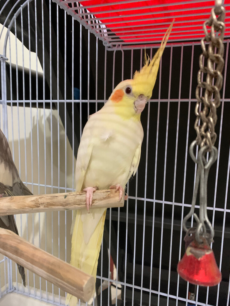 cocktail with cage  - 1