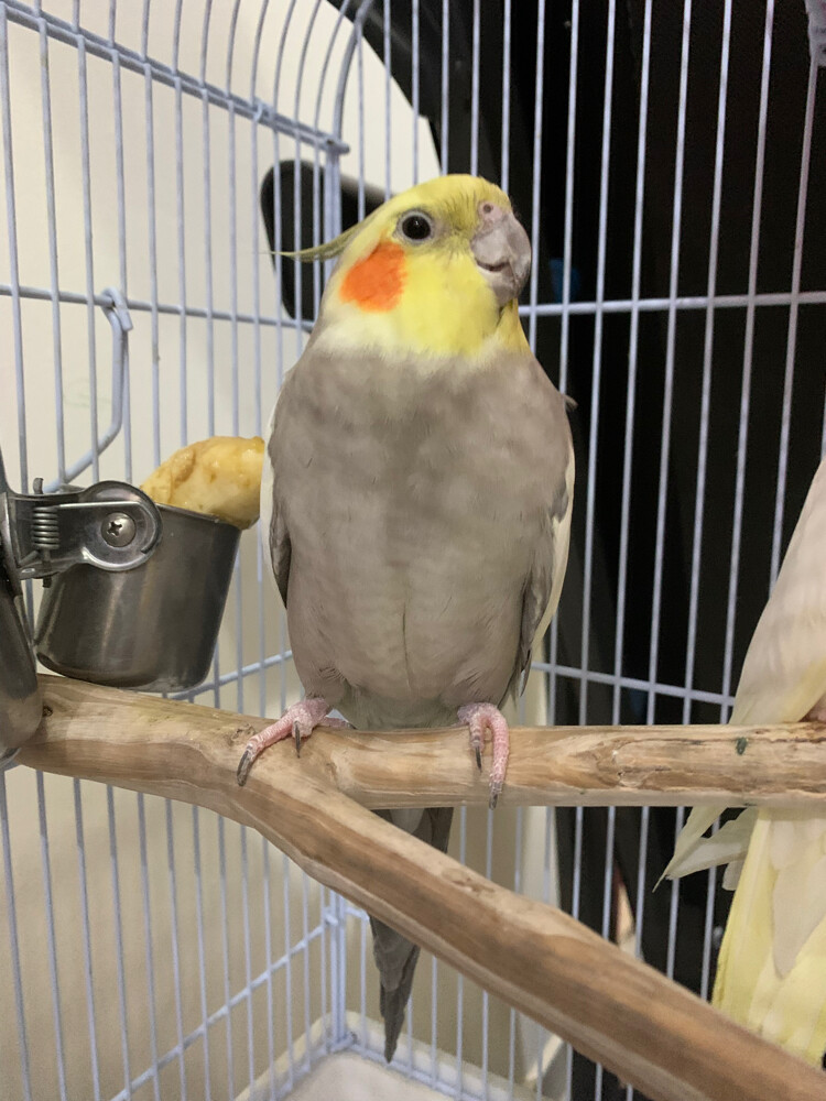 2 cocktails - 3