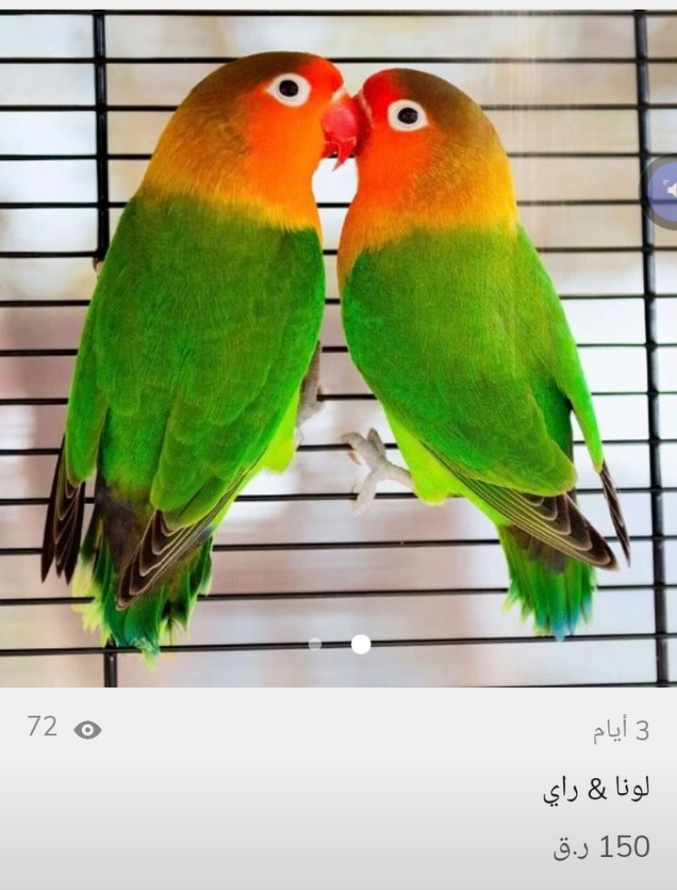 ببغاءان ذكر وأنثى معاً - 2