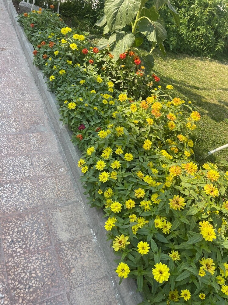 رفیق البلوشی - 8