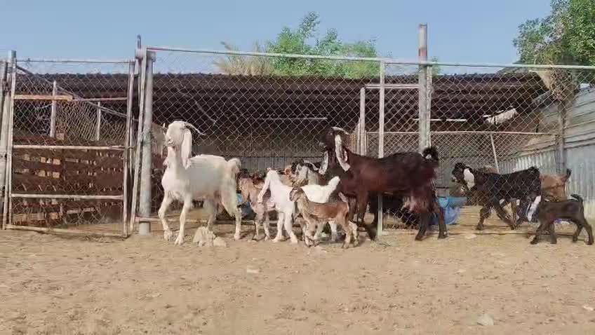 للبيع معزه مشااااريك طيبه واليد - 4