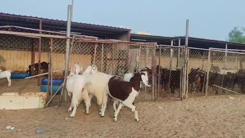 للبيع معزه مشااااريك طيبه - 5