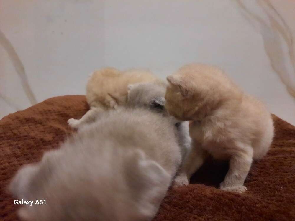 Purebred Scottish Fold Kitten's - 2
