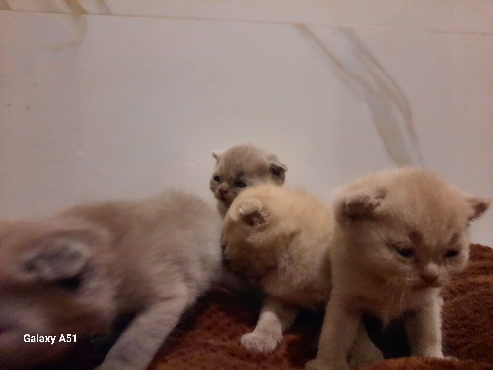 Purebred Scottish Fold Kitten's - 1
