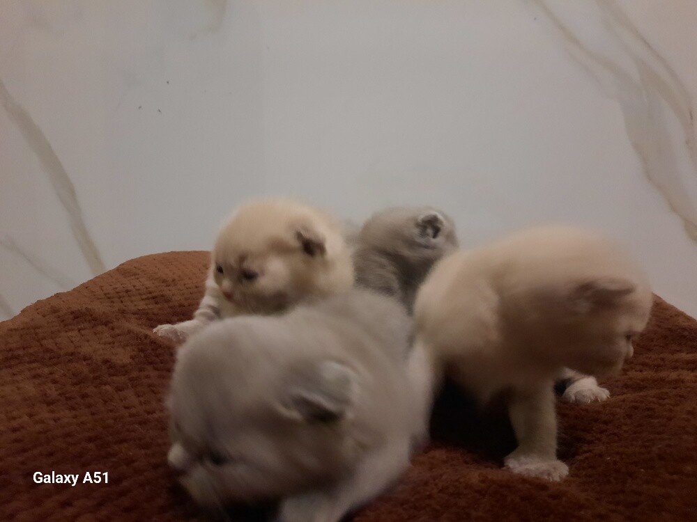 Purebred Scottish Fold Kitten's - 3