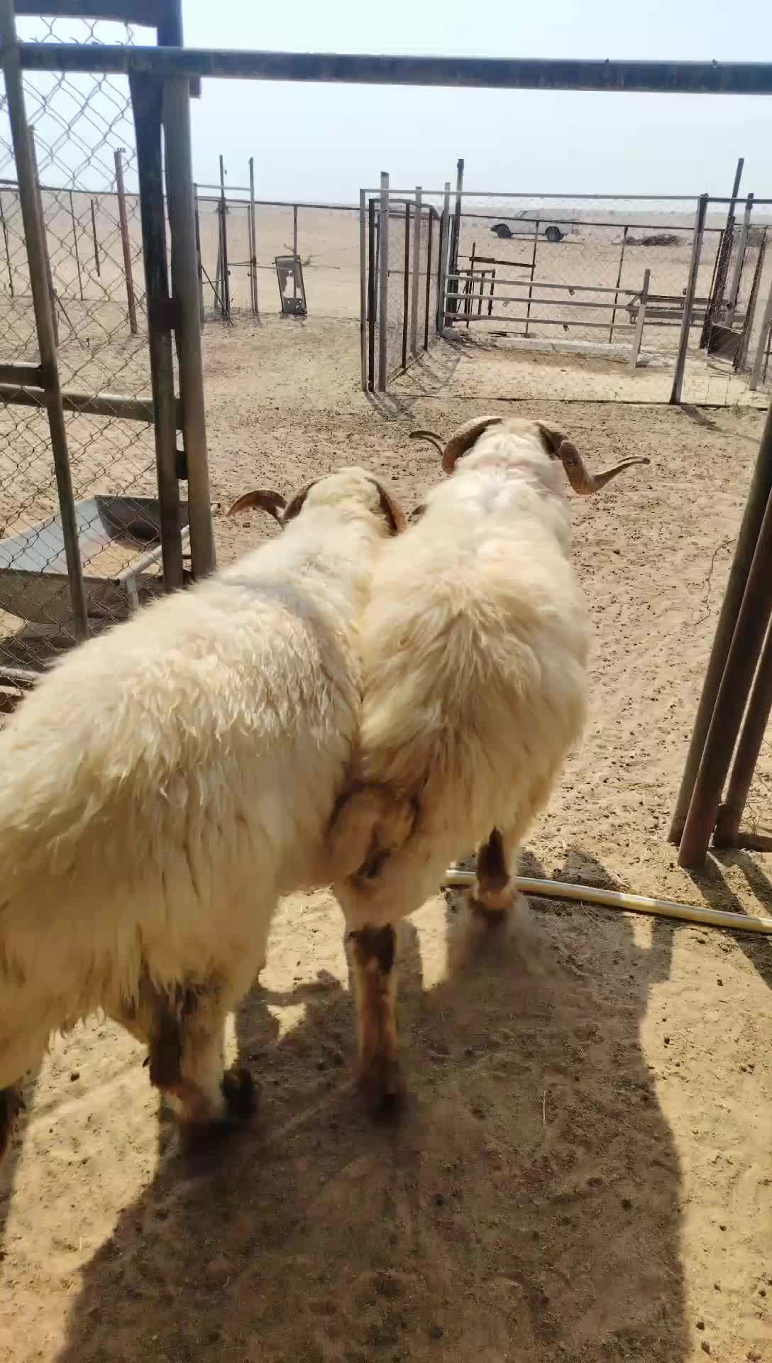خرفان فحول طيبه تنسف شرط - 1