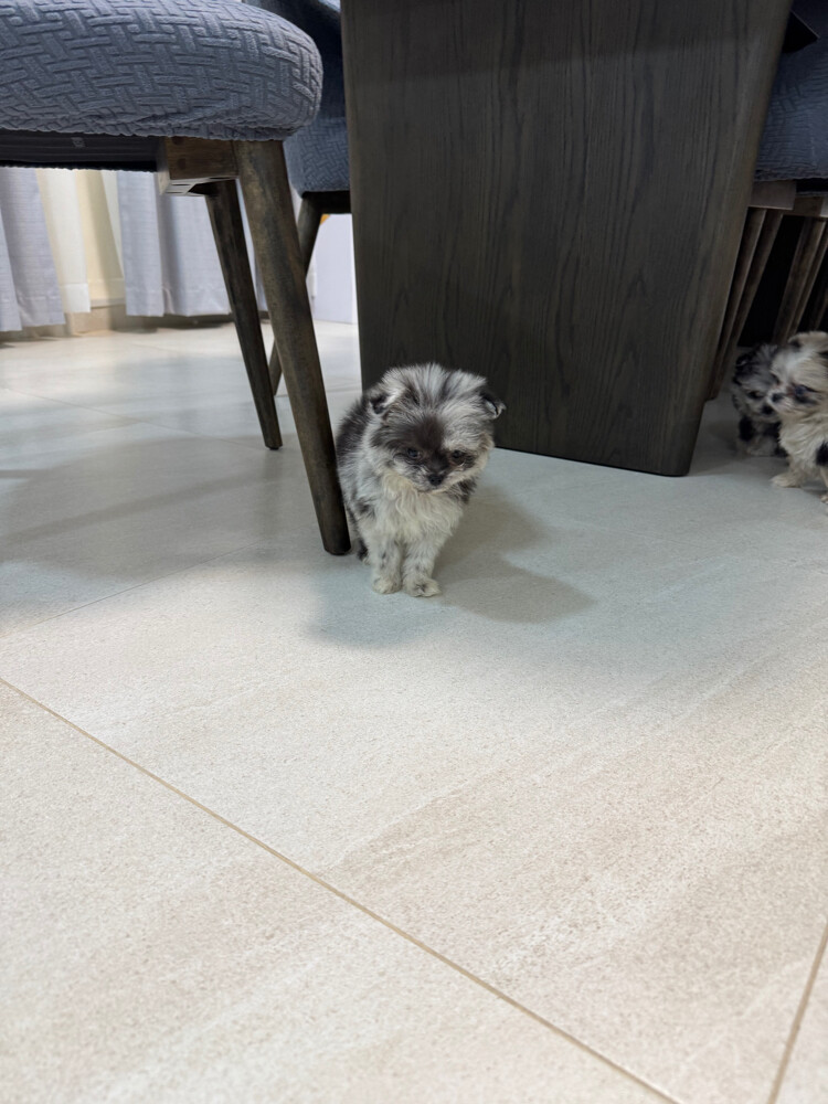 female pomeranian rare color - 2