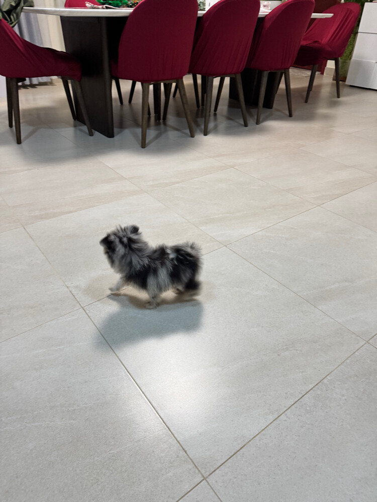 female pomeranian rare color - 4