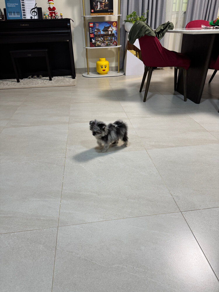 female pomeranian rare color - 6