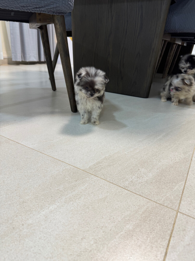 female pomeranian rare color - 3