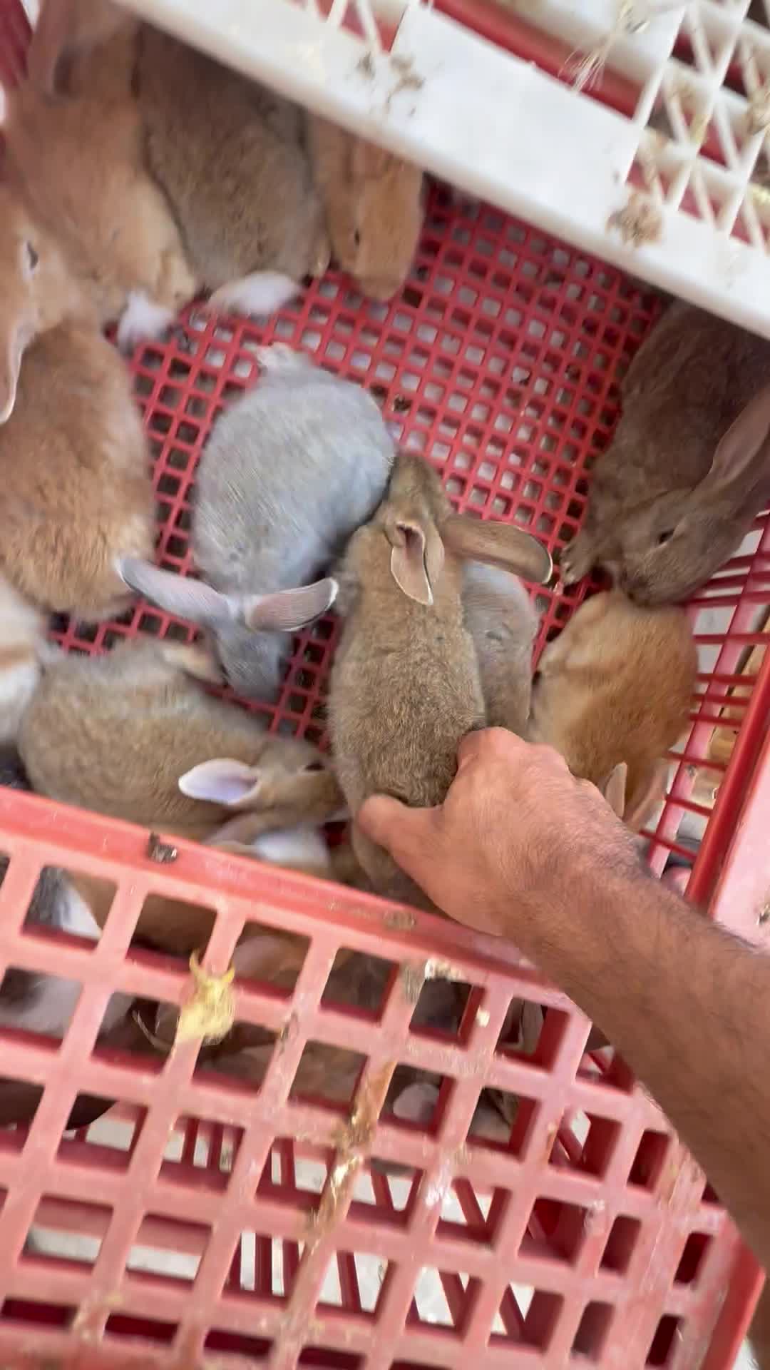 للبيع ارانب حق طيور  - 1