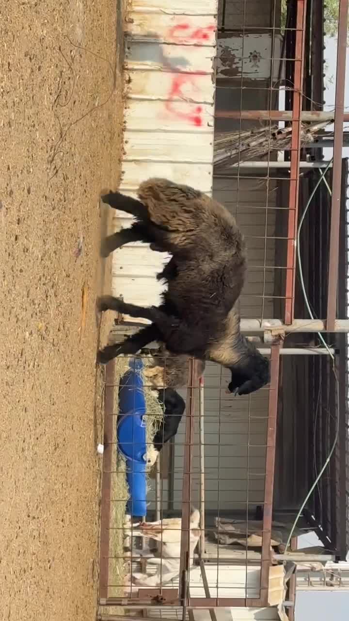 للبيع فحل عرب فاخر ينسف شرط - 1
