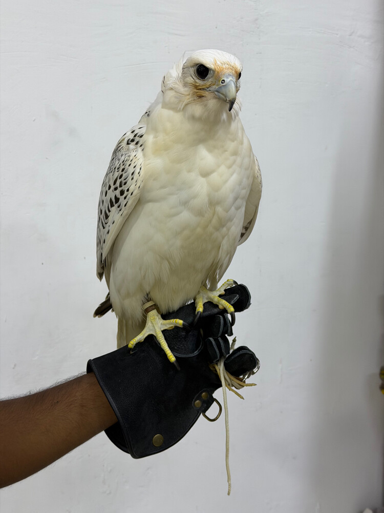 جير بيور  - 4