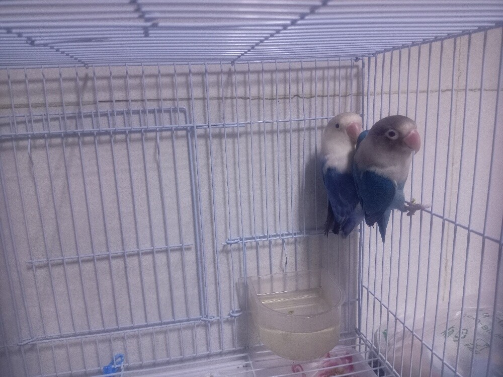 love Birds - 2