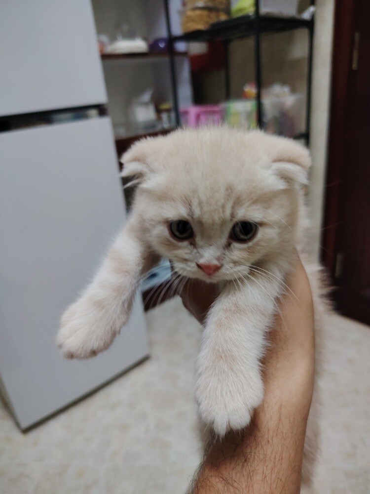 Scottish fold kittens - 3