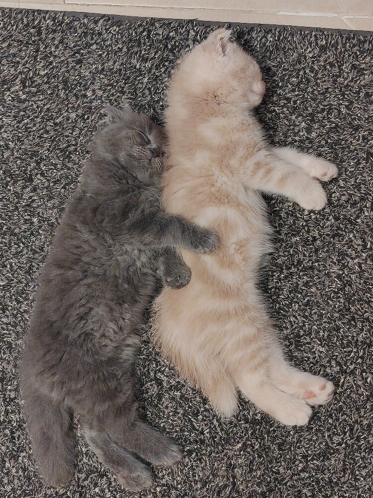 Scottish fold kittens - 1