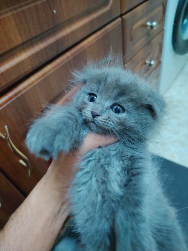 Scottish fold kittens - 2