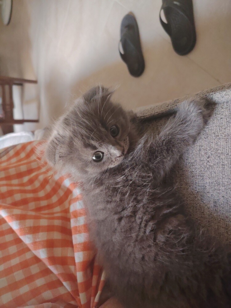 Scottish fold kittens - 4