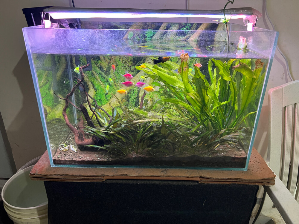 full set natural aquarium for sale - 2