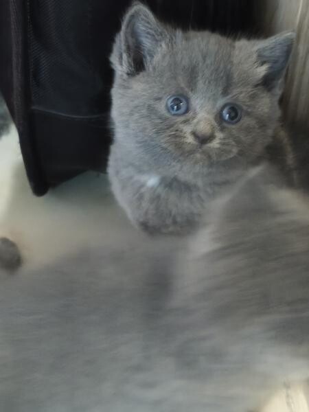 Scottish straight kittens - 2