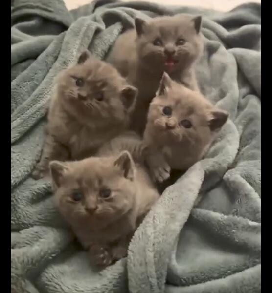 Scottish straight kittens - 1