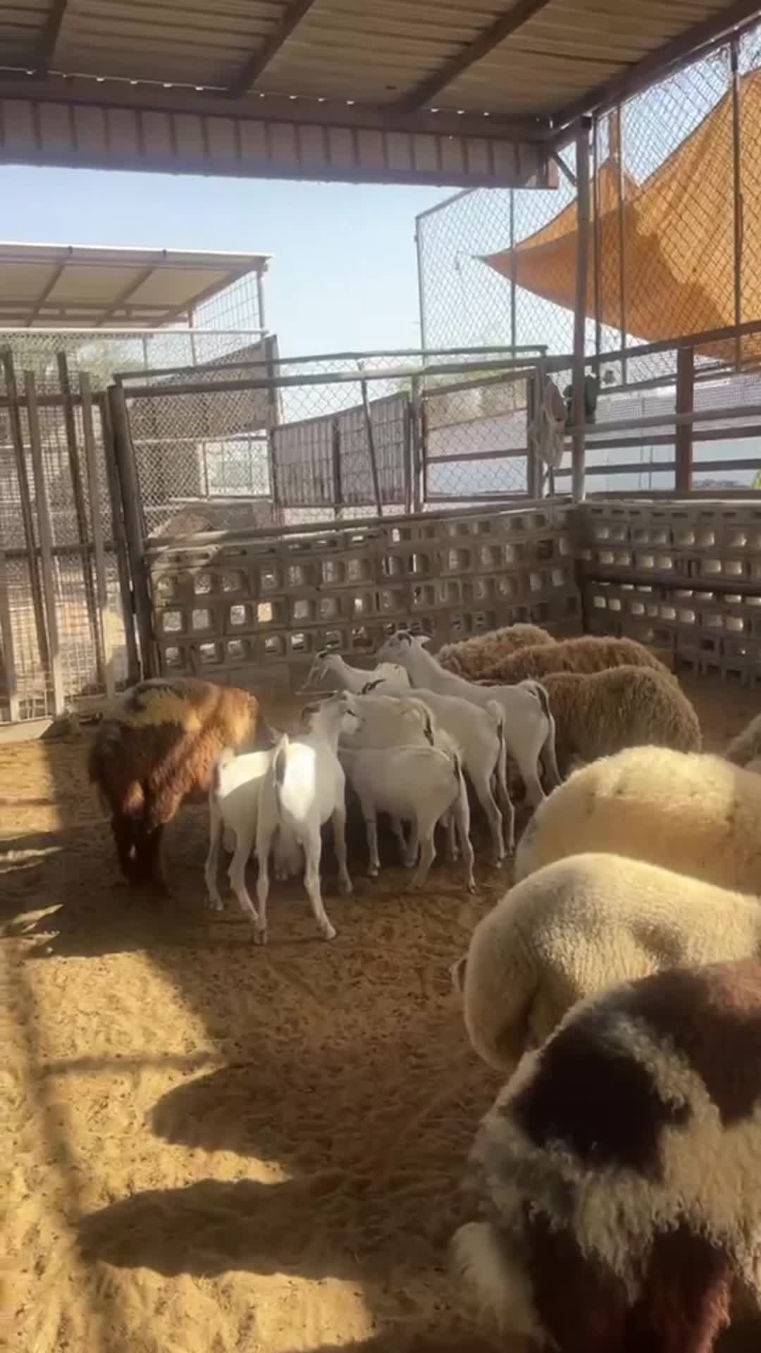 خرفان وخرافي فل الشحم - 1
