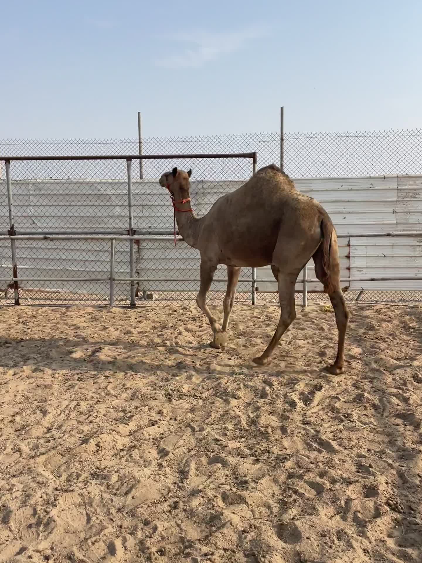 بيع - 3