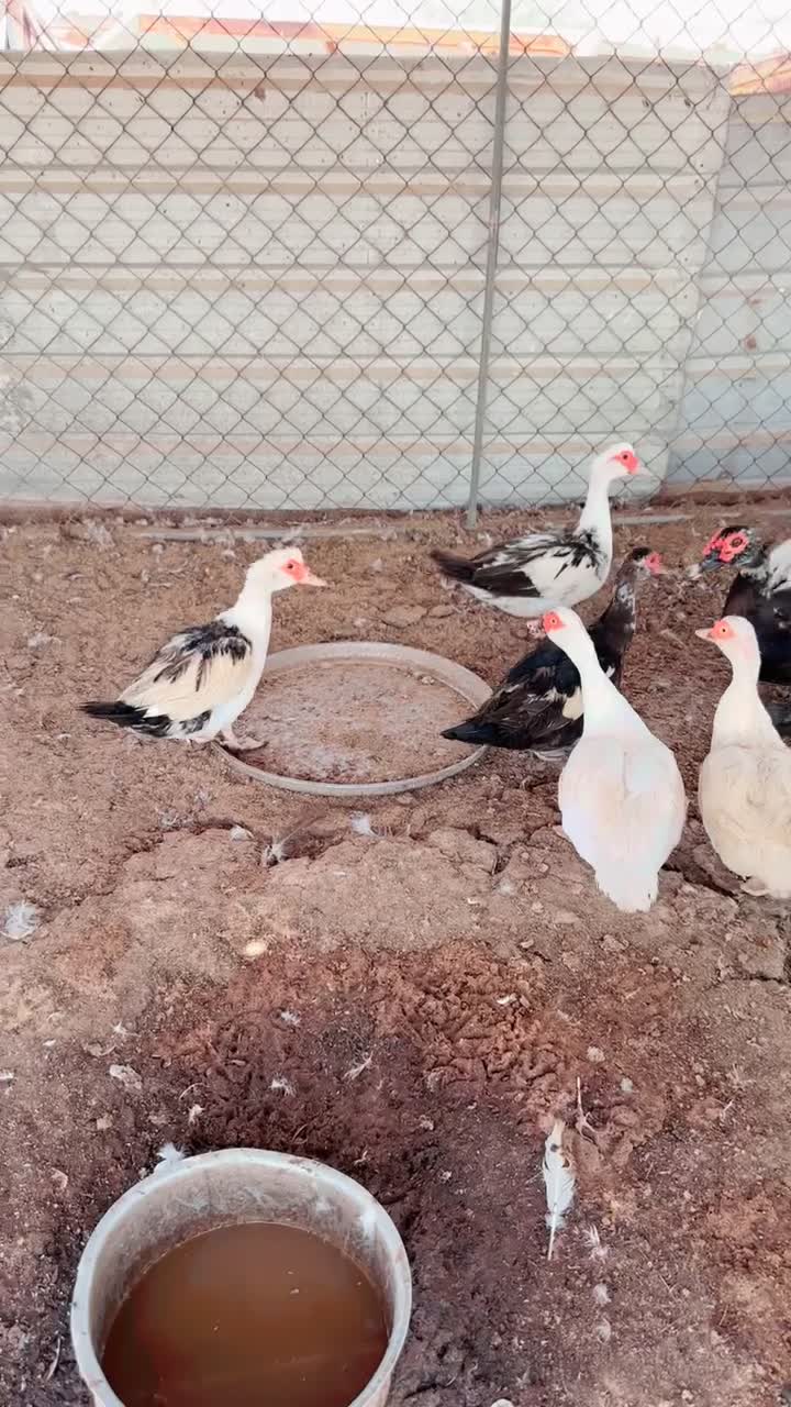 بط مصري  - 1