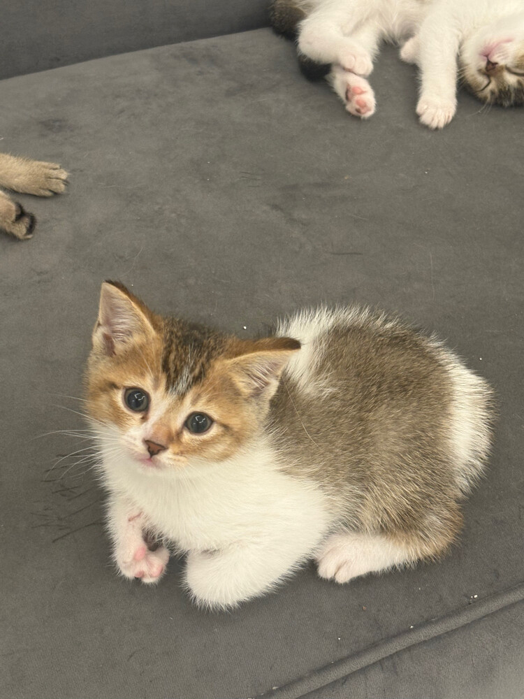 chinchilla straight tabby Scottish  - 2
