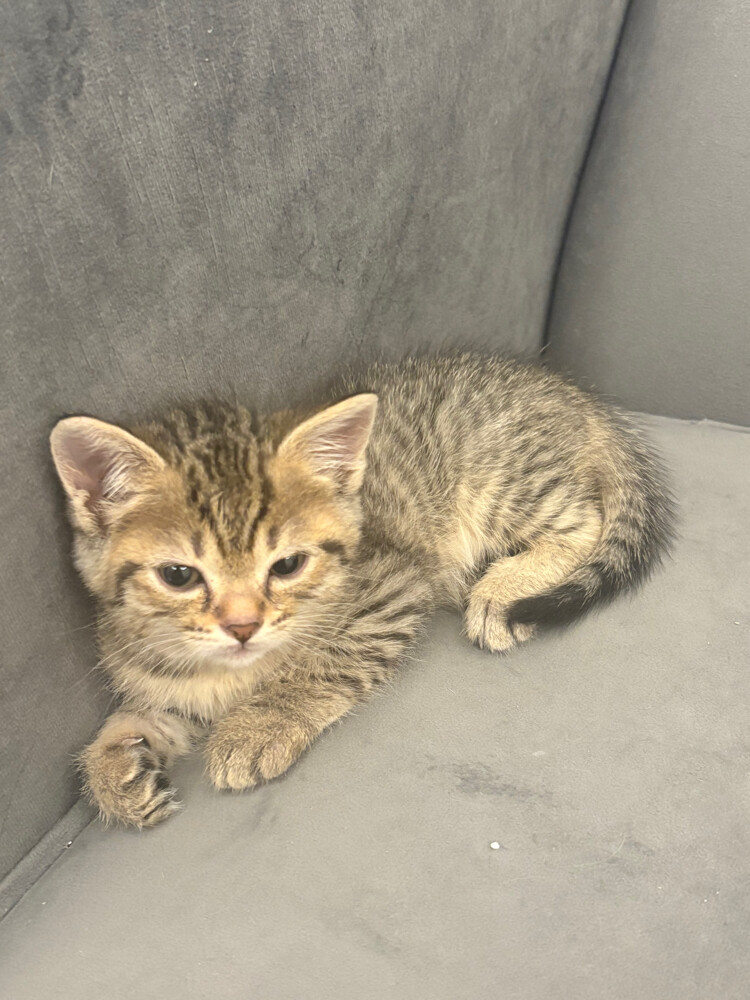 chinchilla straight tabby Scottish  - 4
