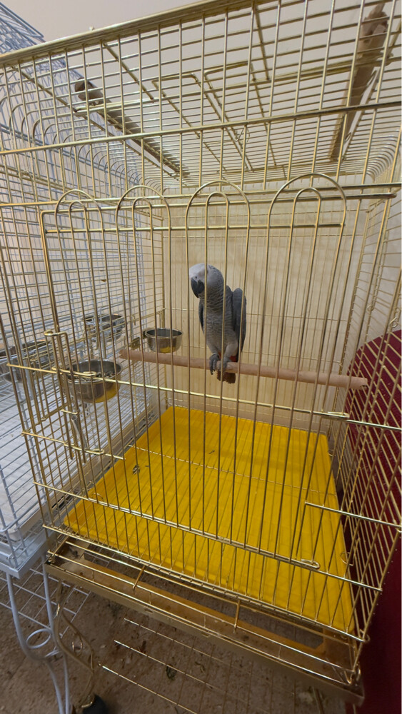 casco very healthy and kind  - 1