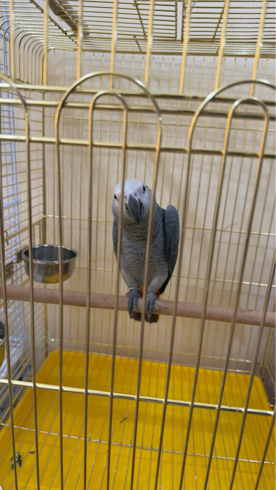 casco very healthy and kind  - 2