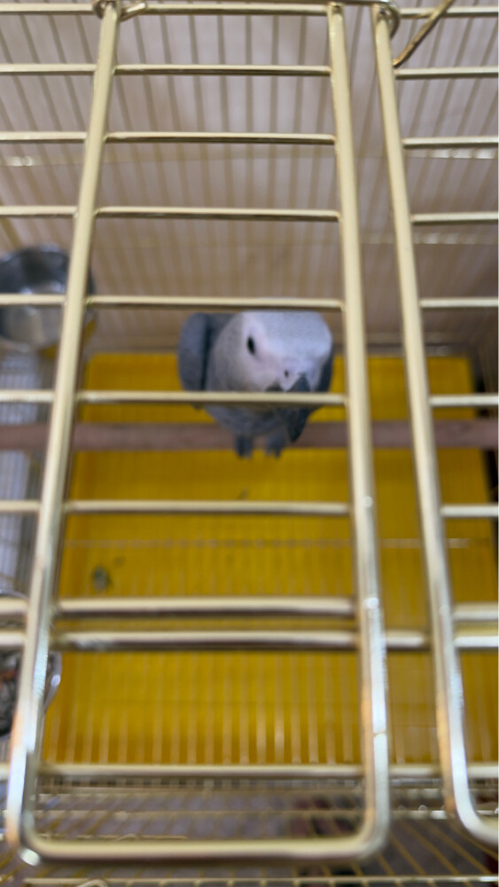 casco very healthy and kind  - 6