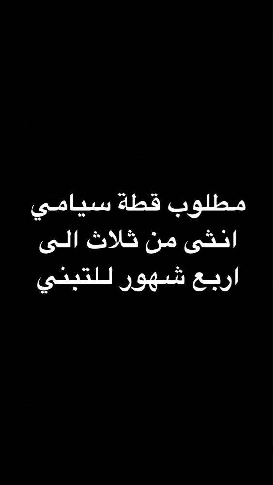 مطلوب قطة سيامي للتبني - 1