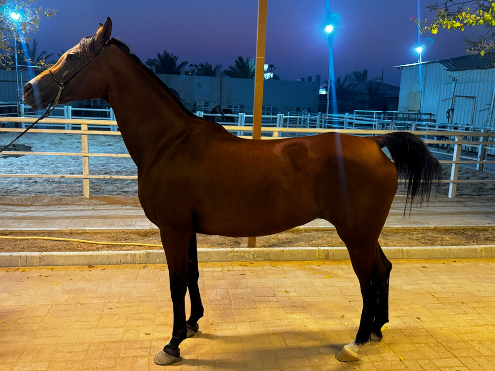 Arabian recipient mare for sale - 2