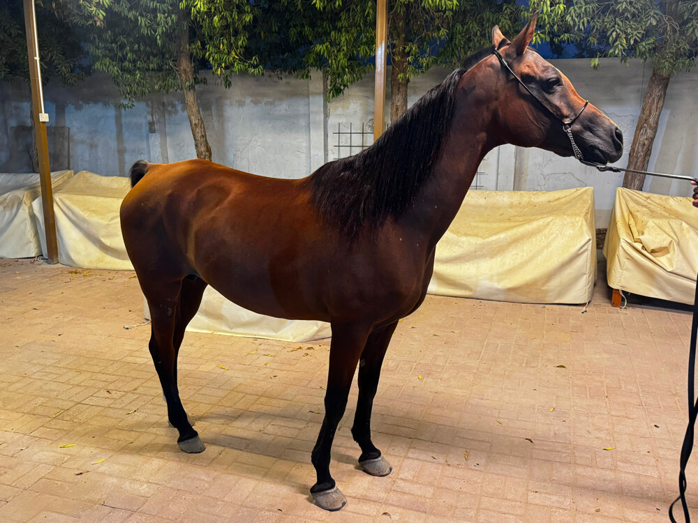 Arabian recipient mare for sale - 3
