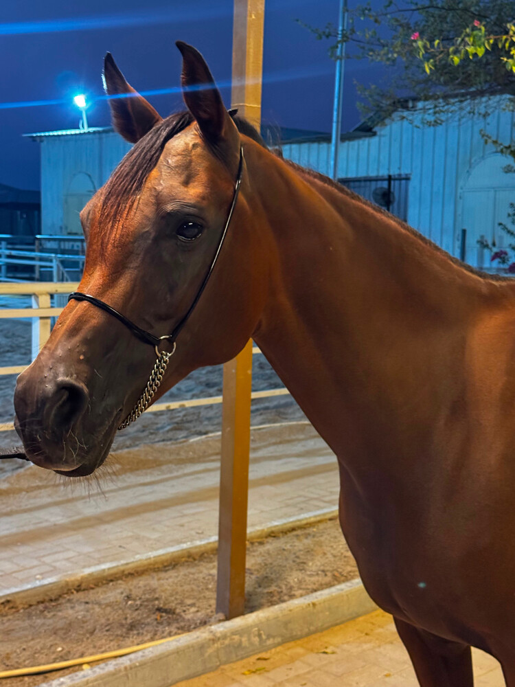Arabian recipient mare for sale - 1