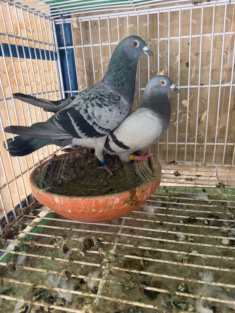 جماح زاجل - 2