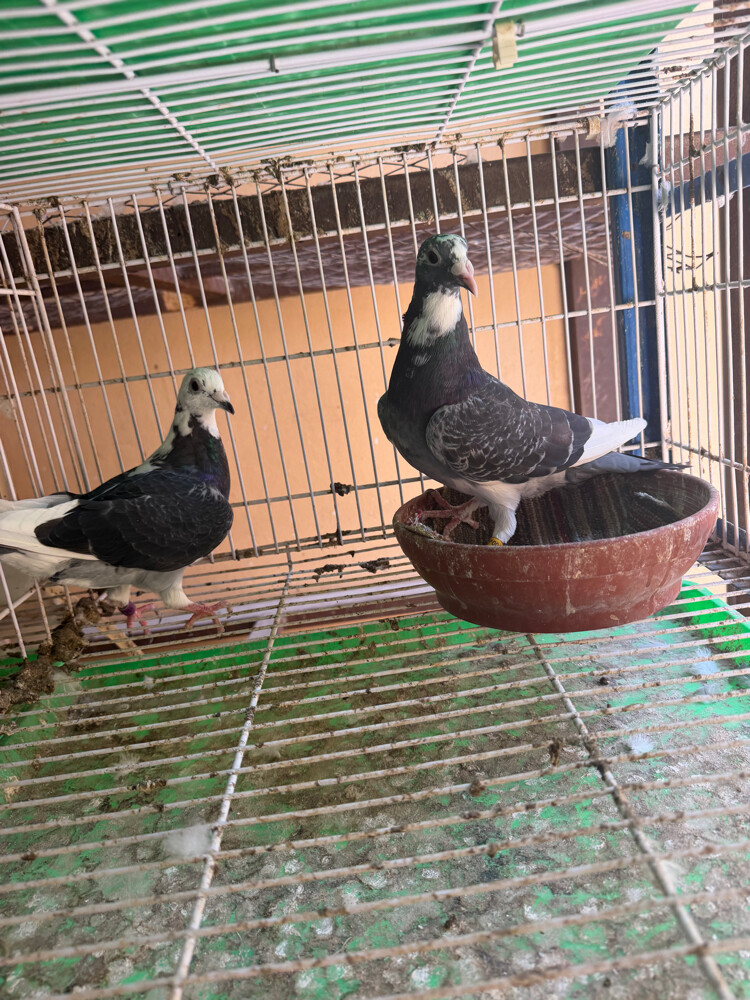 حمام زاجل - 5