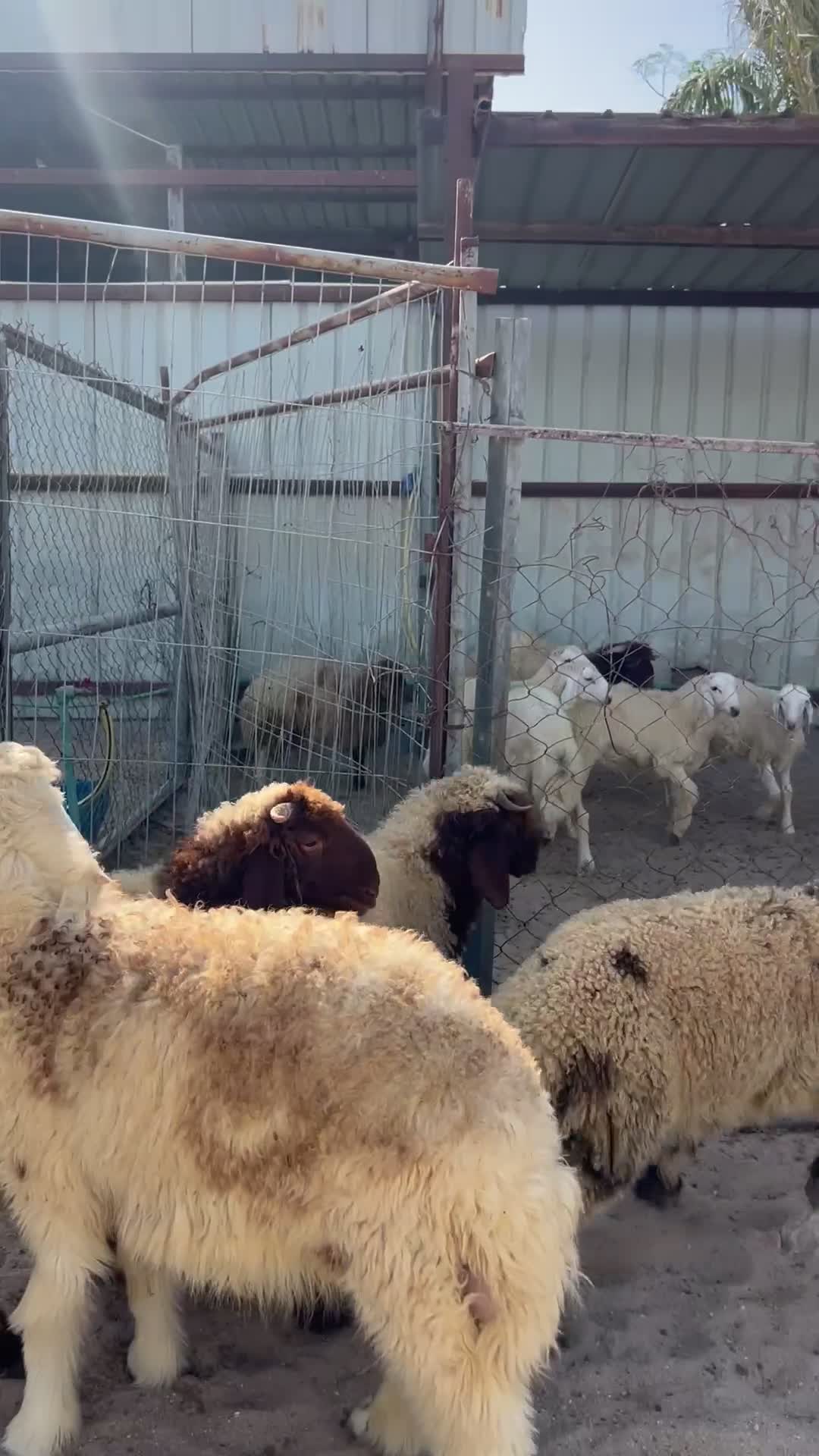 هرافى بلديه سمان فل - 1