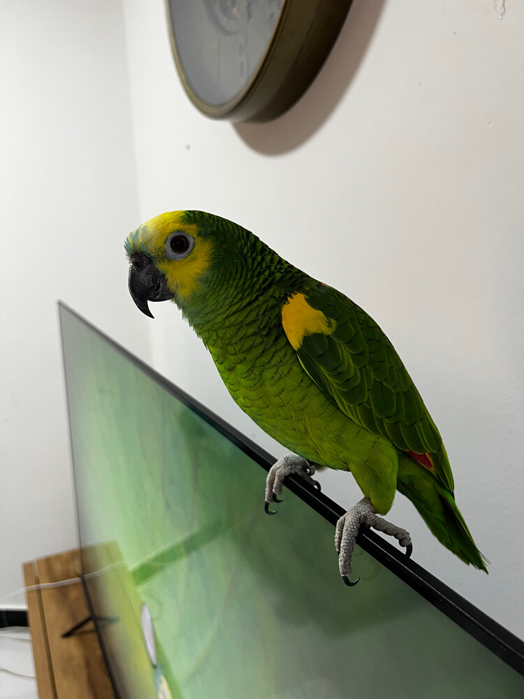 coco - 4