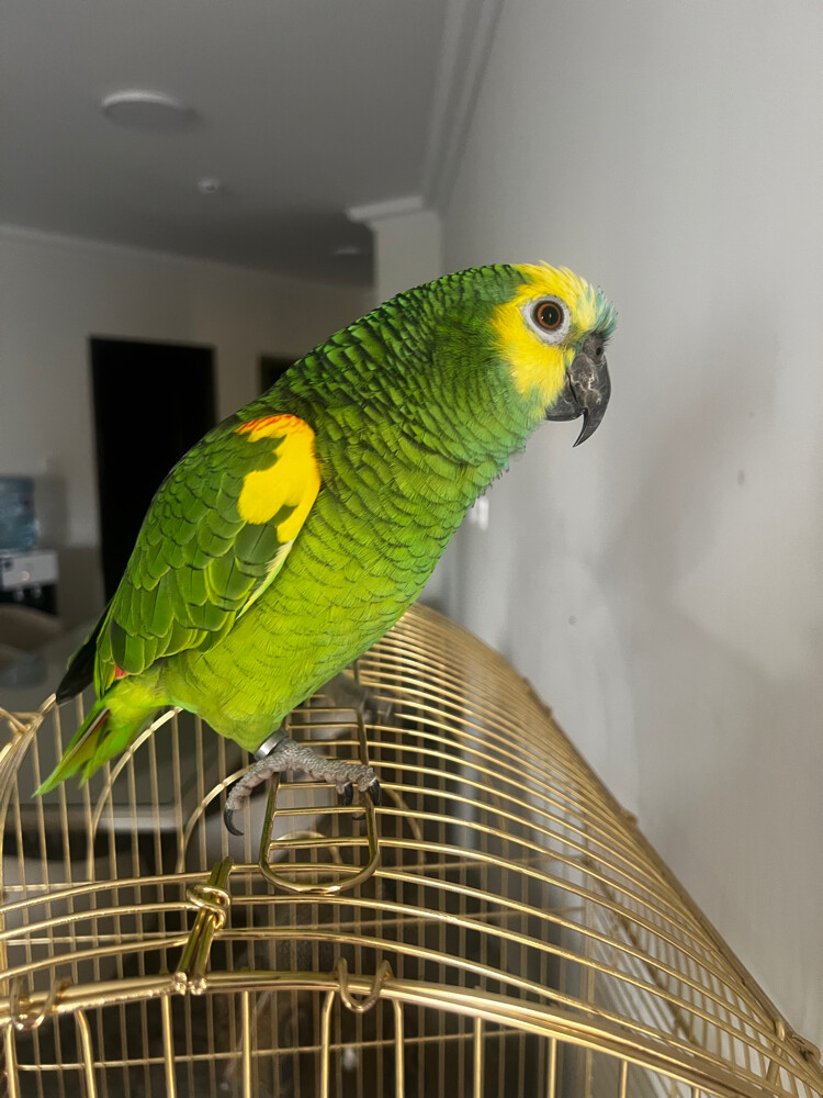 coco - 3