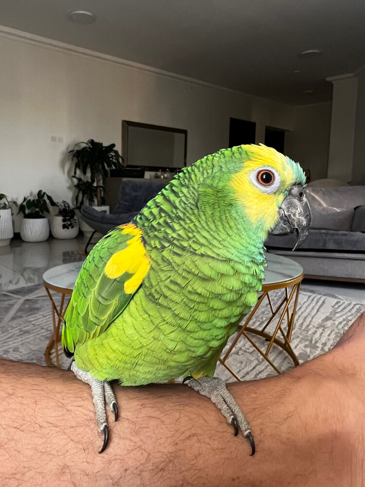 coco - 1