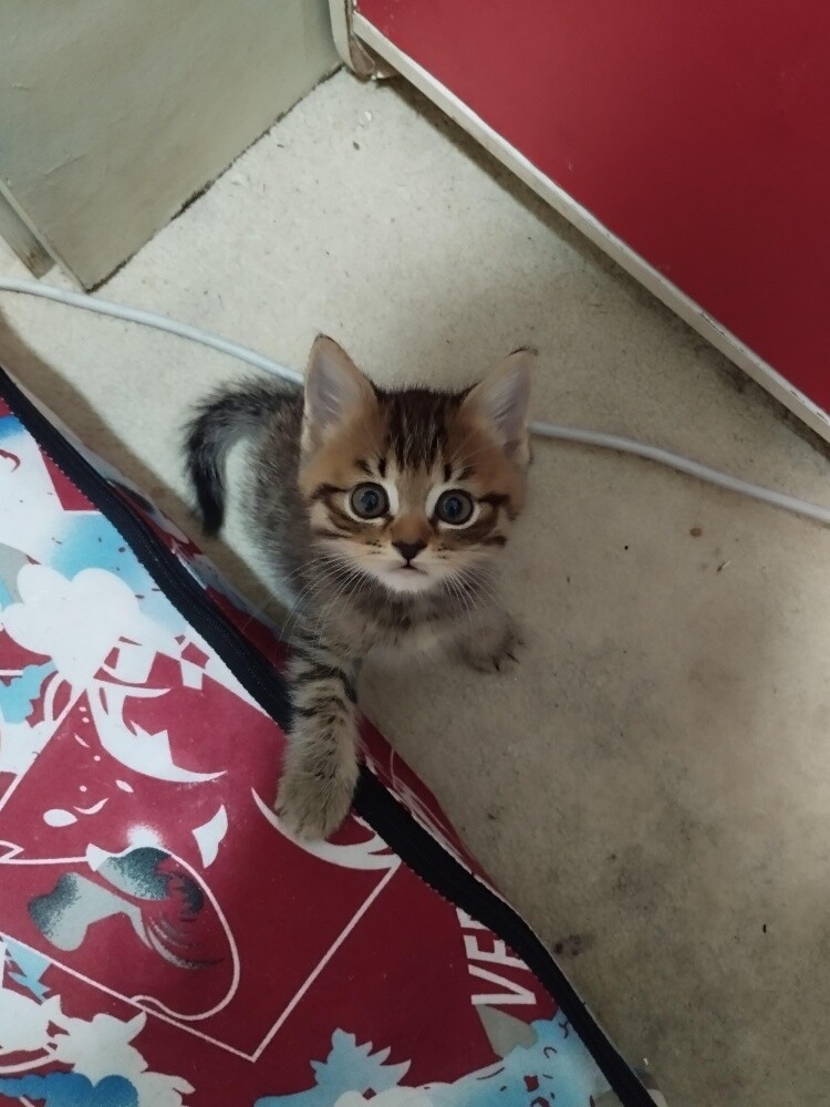 Scottish cats - 4